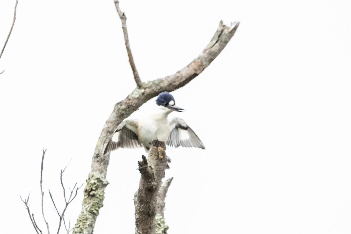 Forest Kingfisher - ML644847522