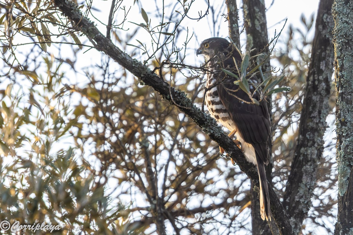 African Goshawk - ML644847525