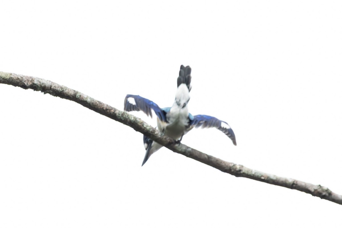 Forest Kingfisher - ML644847526