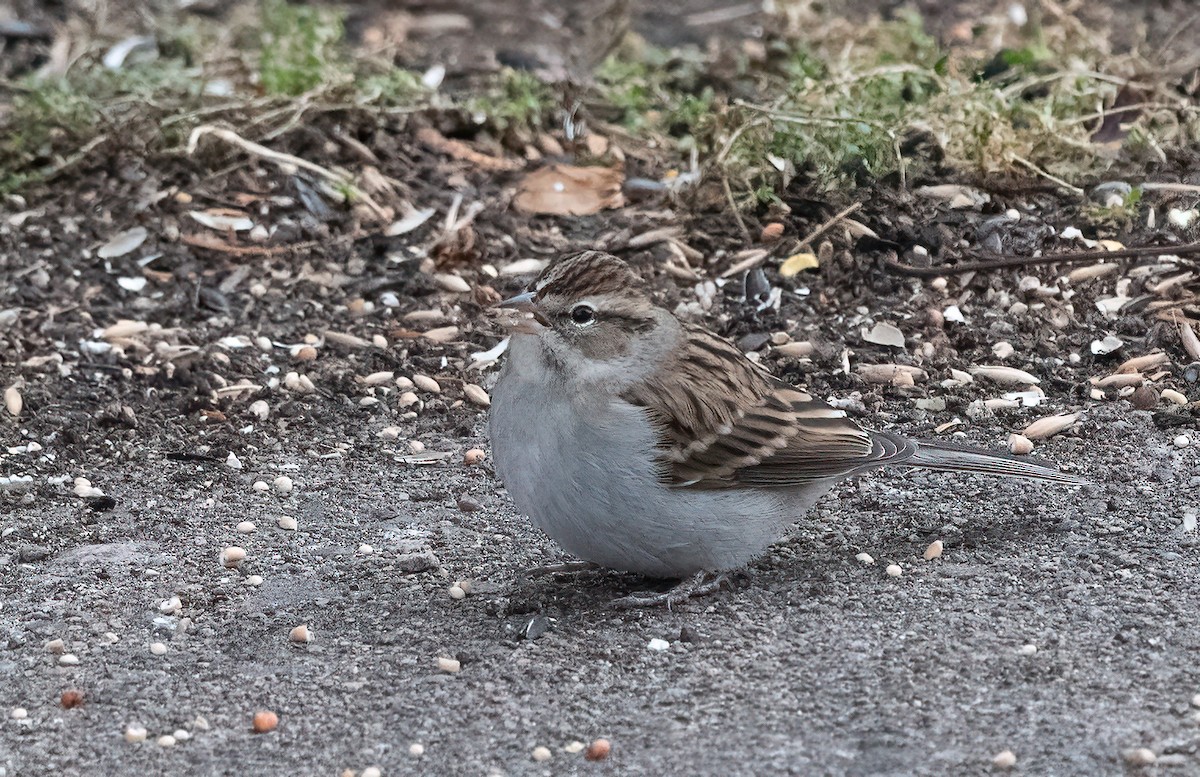 Chipping Sparrow - ML644847527