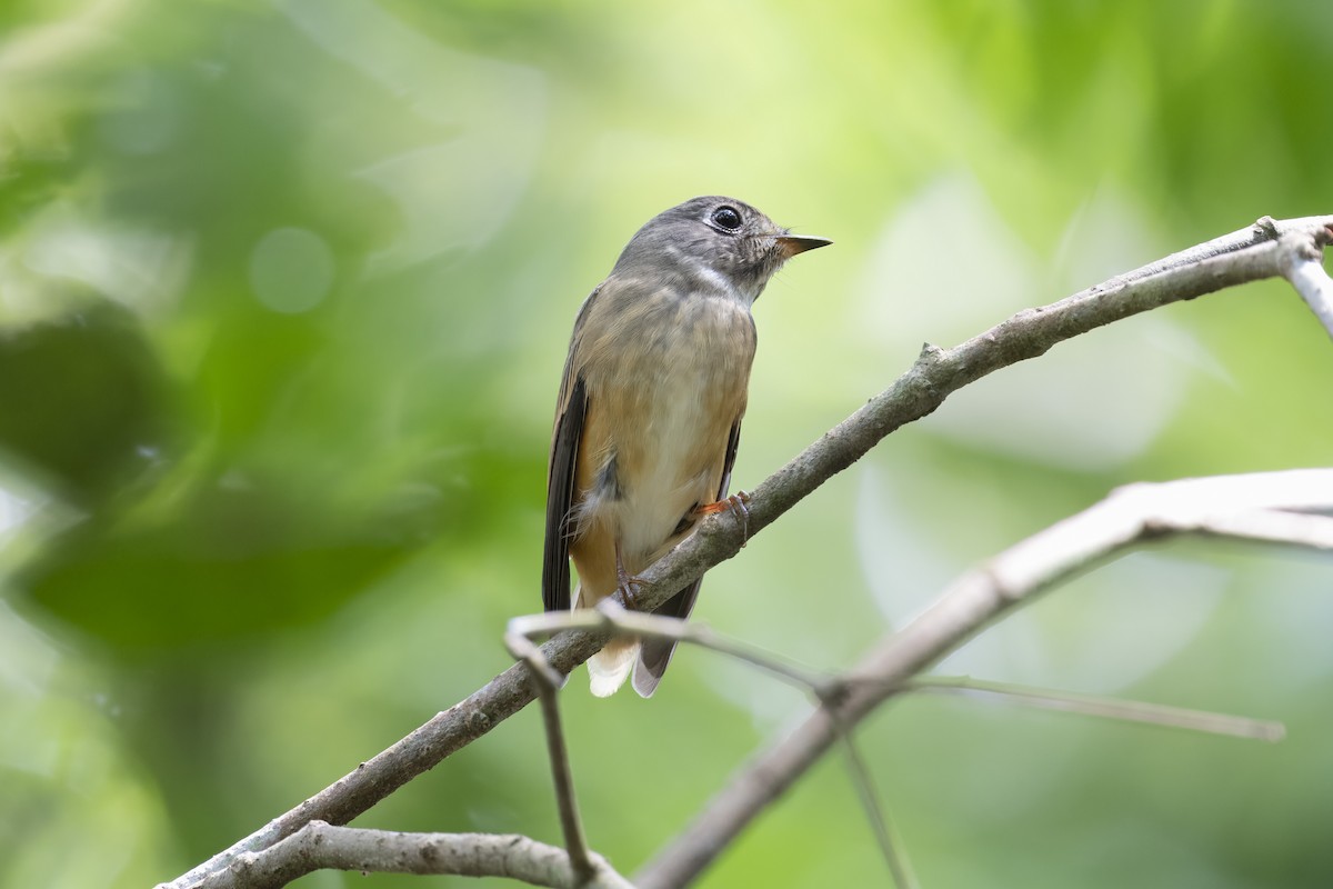 Ferruginous Flycatcher - ML644847528