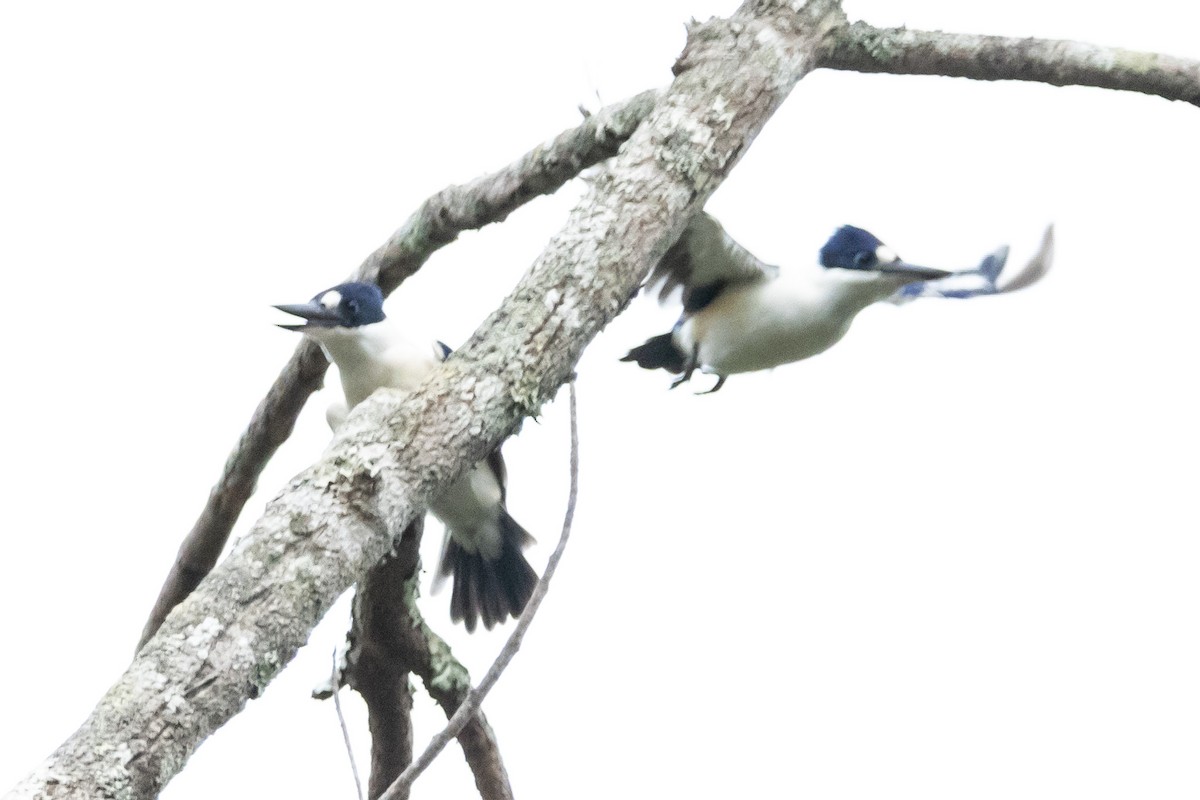 Forest Kingfisher - ML644847529