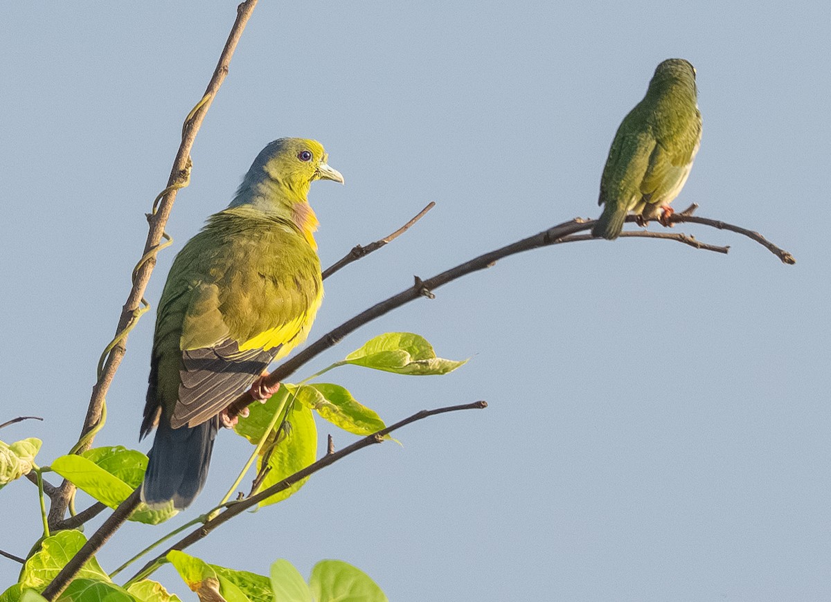 Оранжевогрудый зелёный голубь - ML644847531