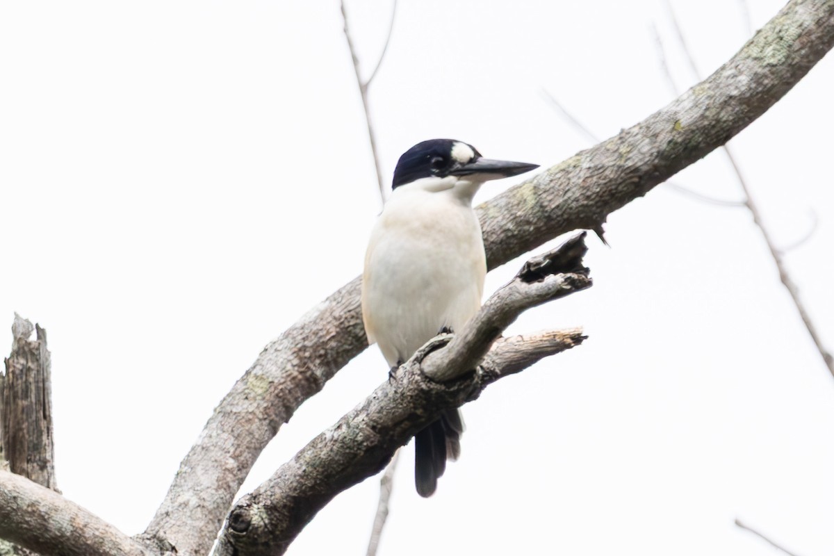 Forest Kingfisher - ML644847532