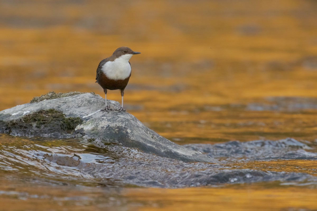 Mirlo Acuático Europeo - ML644847539