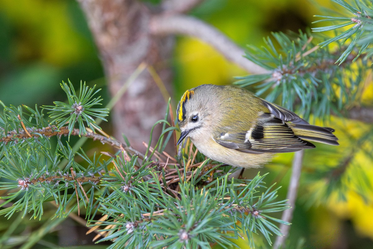 Regolo - ML644847549