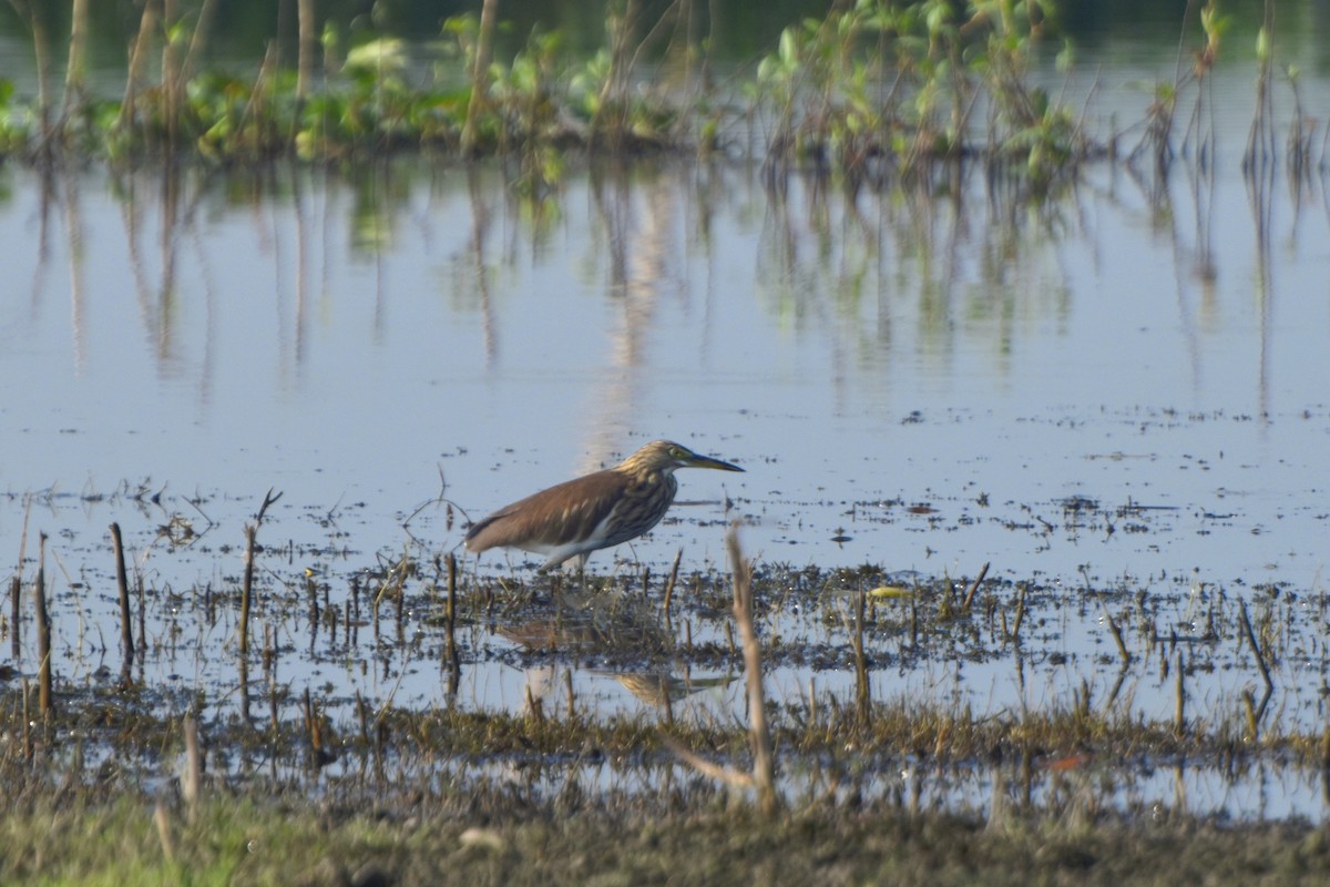 Индийская прудовая цапля - ML644847555