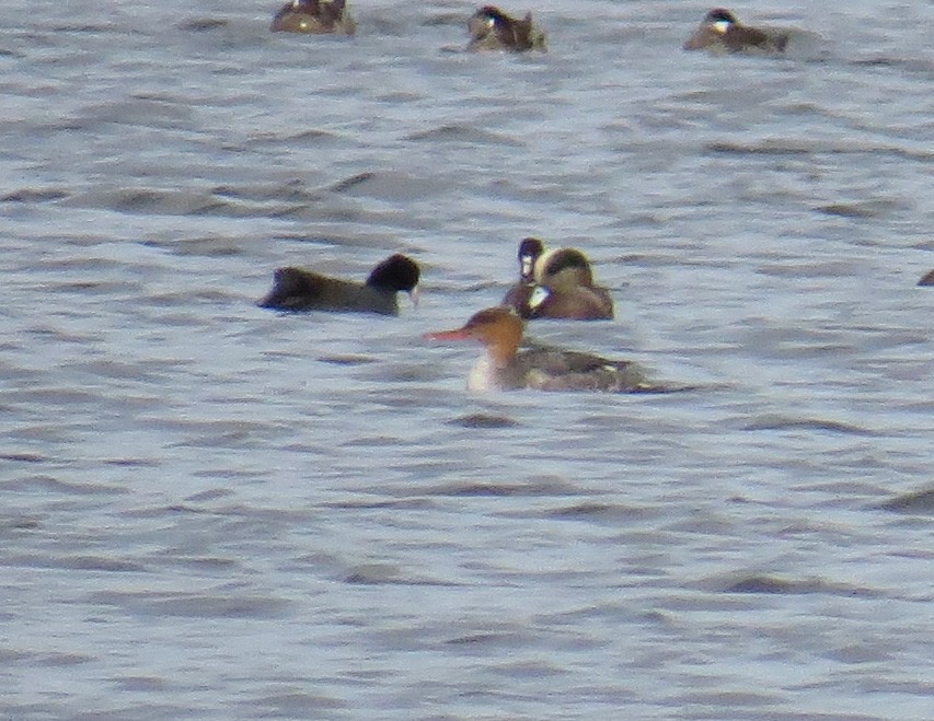 Red-breasted Merganser - ML644847560