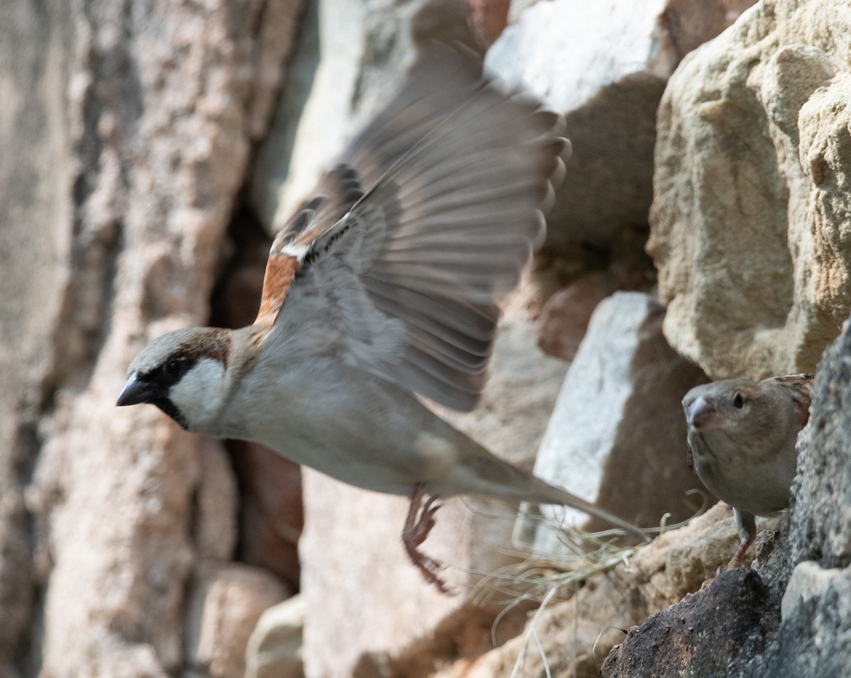 House Sparrow - ML644847573