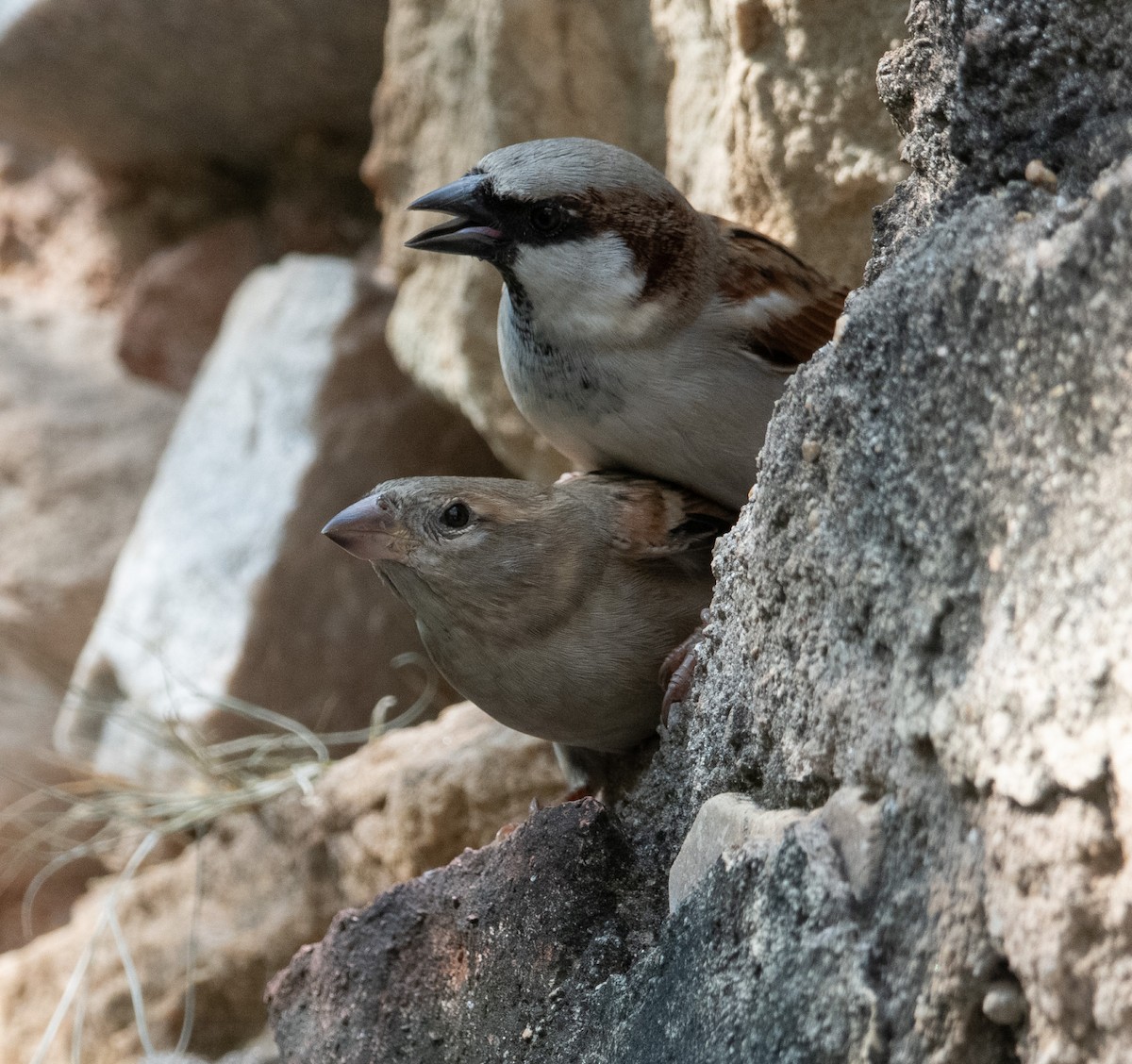 House Sparrow - ML644847574