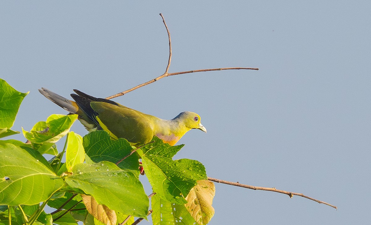 Оранжевогрудый зелёный голубь - ML644847576