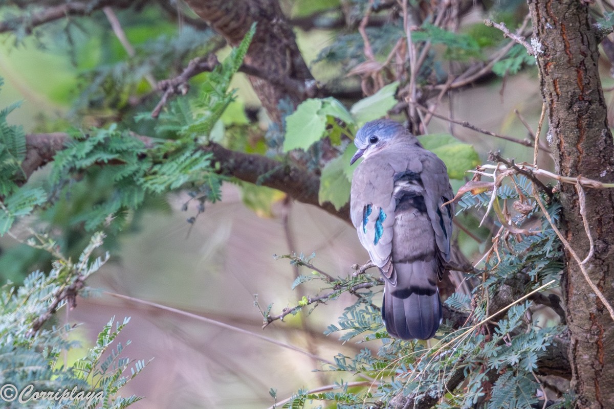 Emerald-spotted Wood-Dove - ML644847581