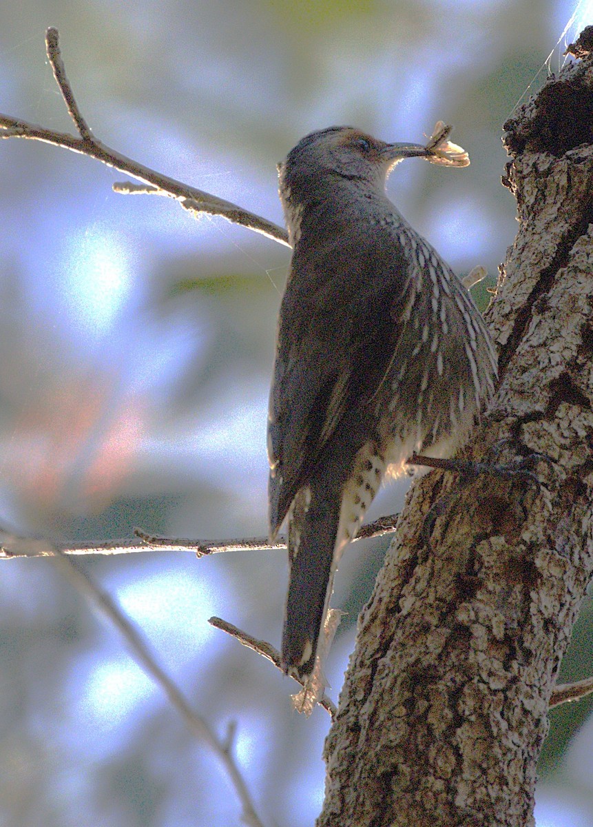 Échelet à sourcils roux - ML644847582