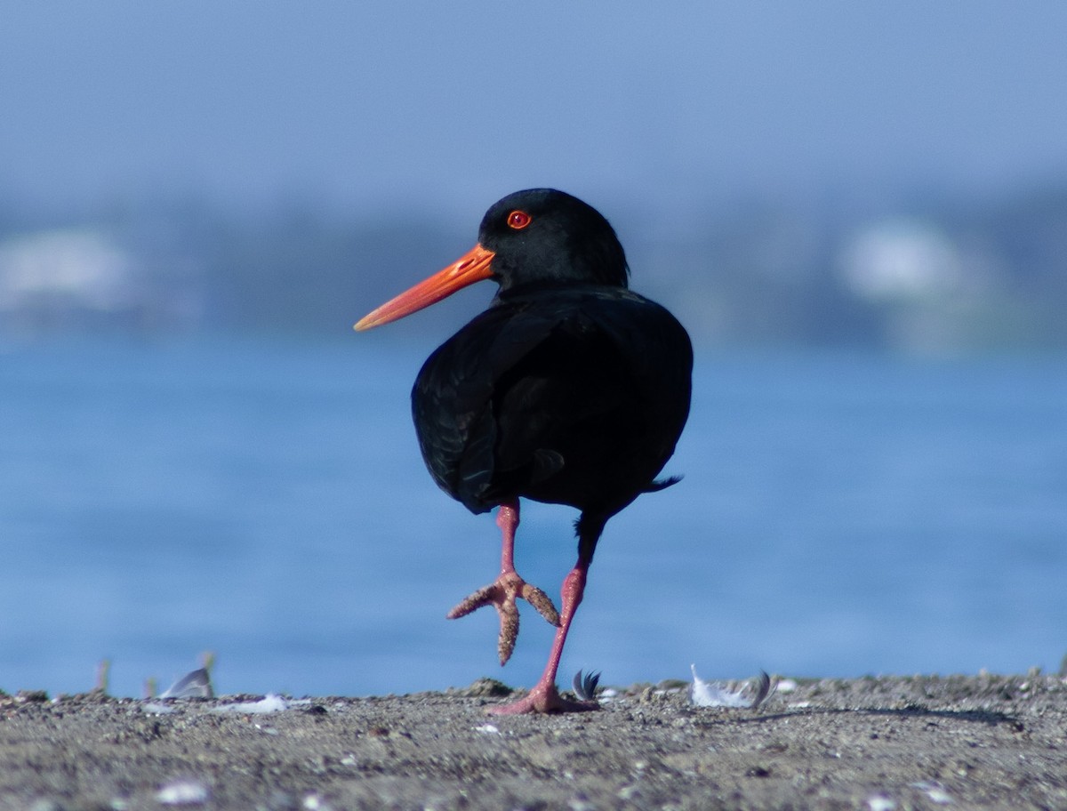 Variable Oystercatcher - ML644847589