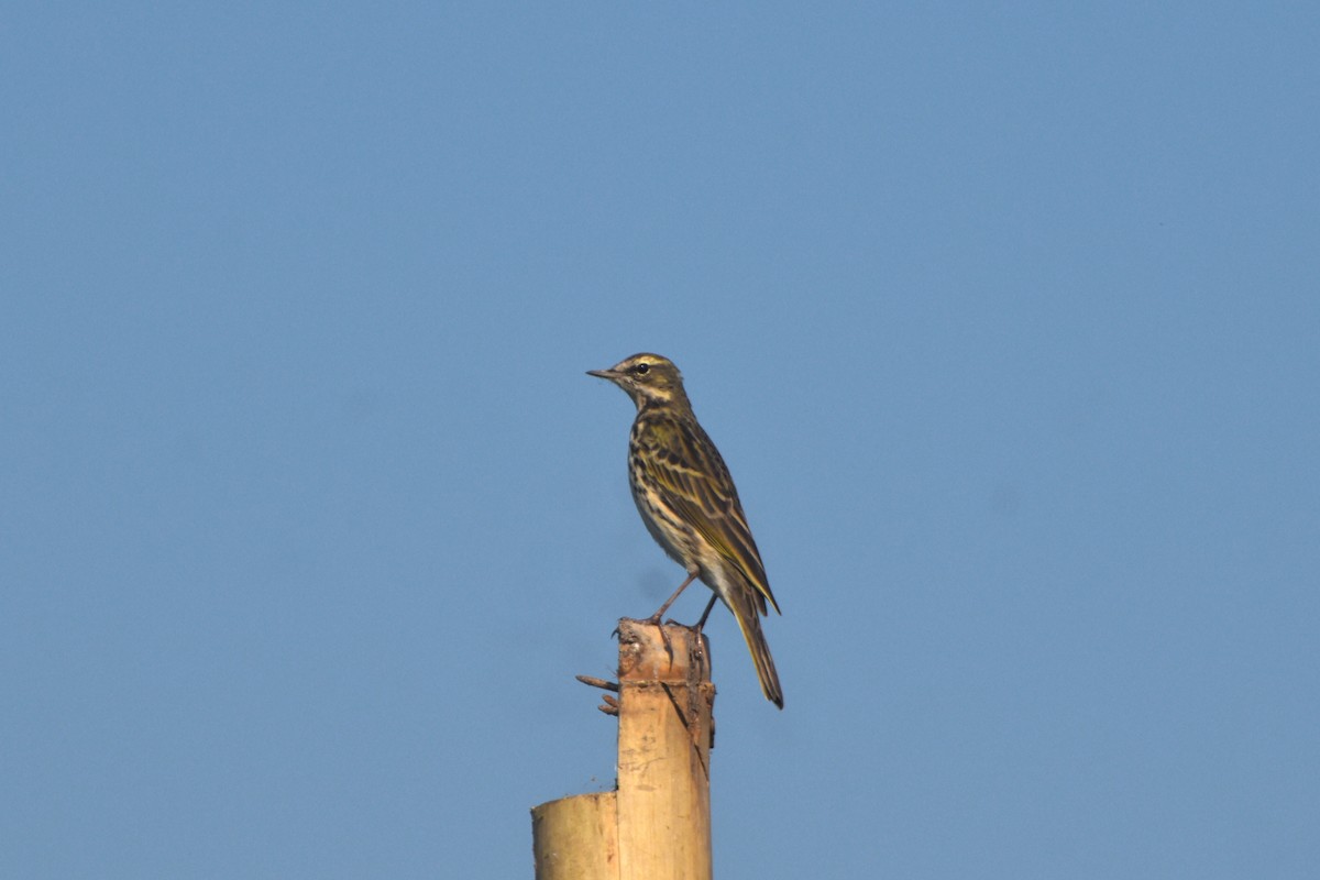 Rosy Pipit - ML644847604