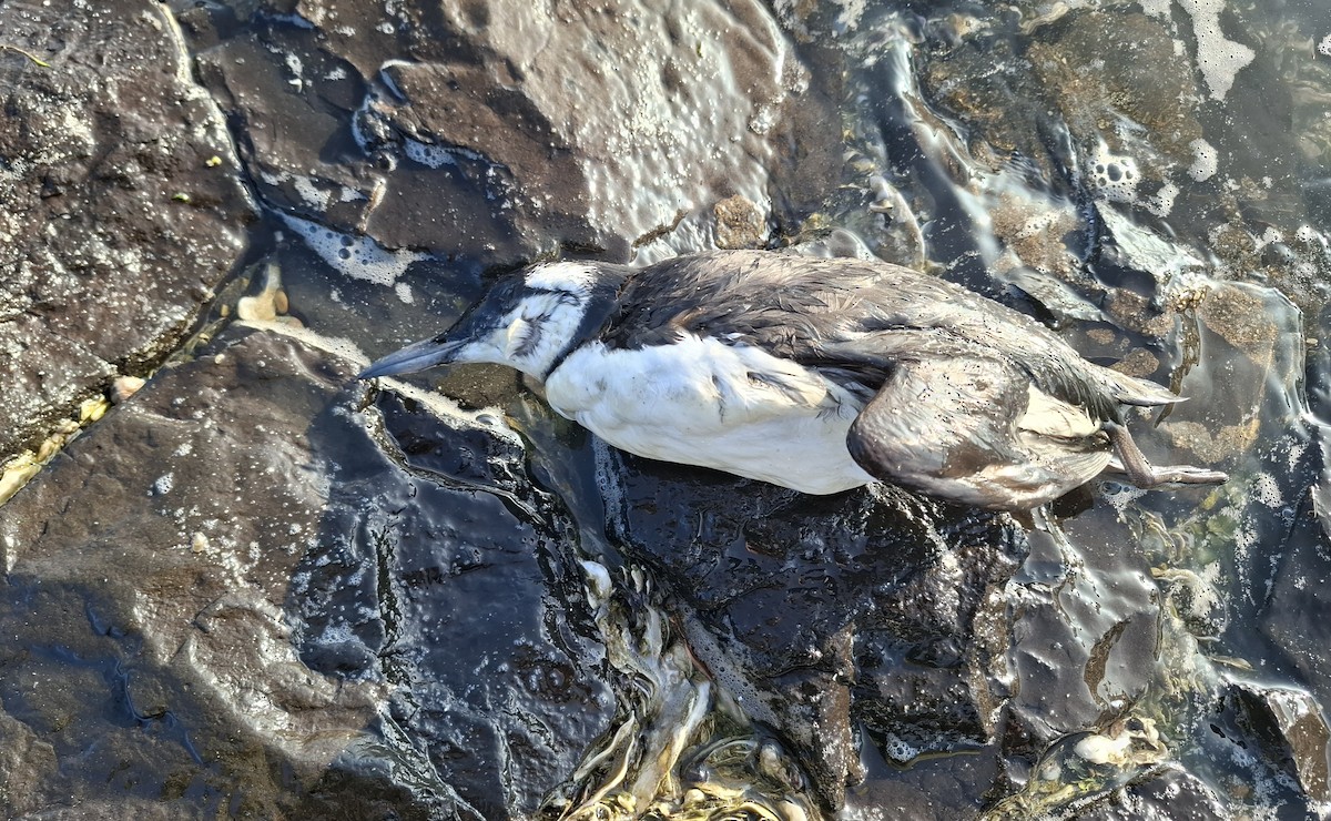 Arao Común - ML644847605