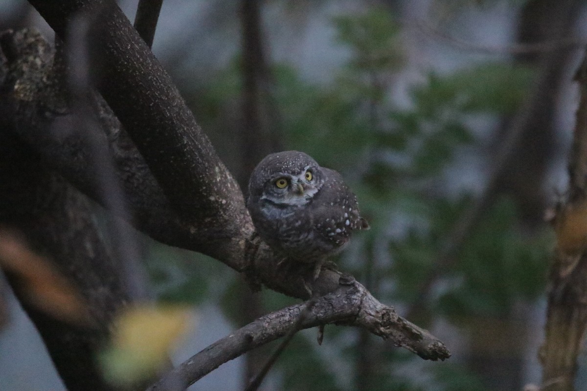 Spotted Owlet - ML644847613