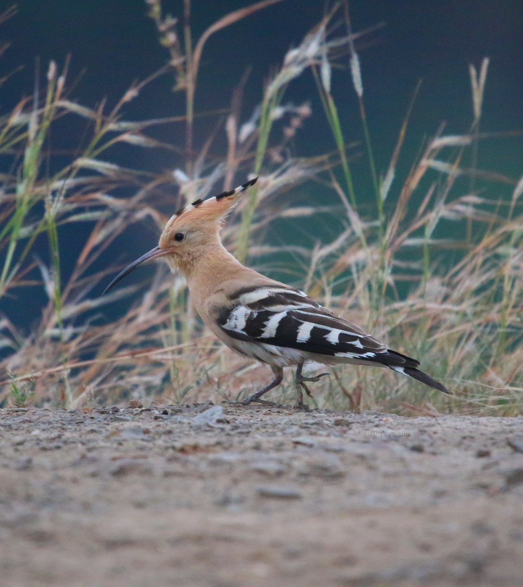 Common Hoopoe - ML644847622