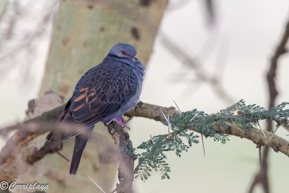 Dusky Turtle-Dove - ML644847629