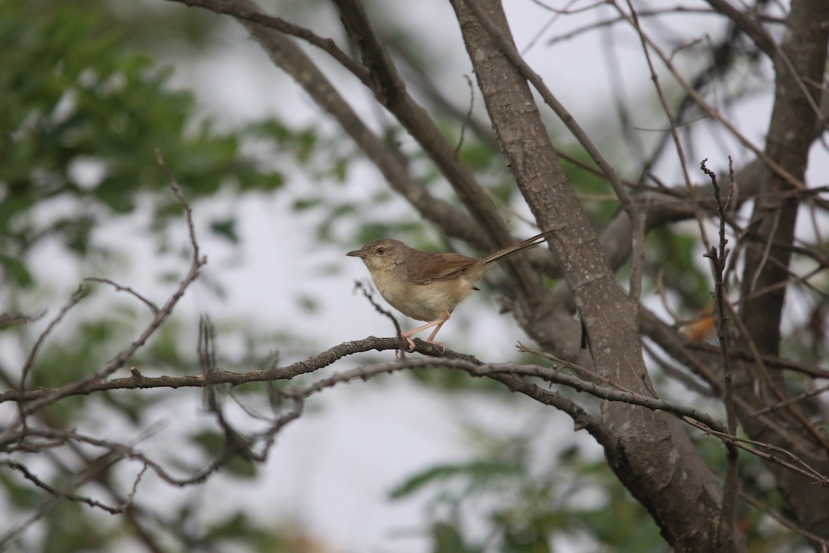 Jungle Prinia - ML644847637