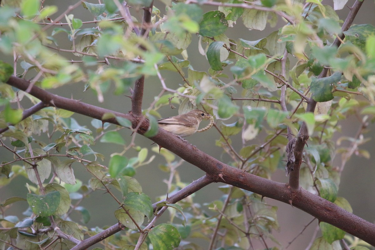 Booted Warbler - ML644847647