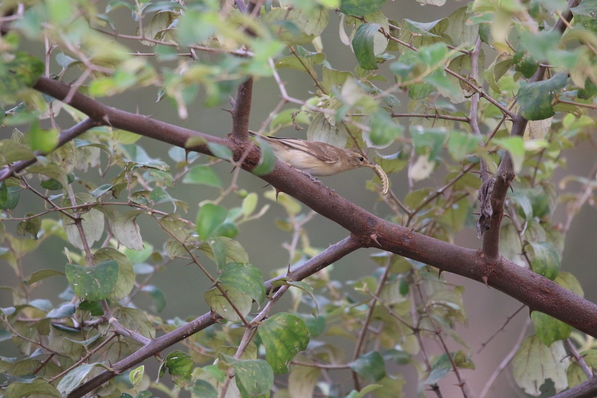 Booted Warbler - ML644847648