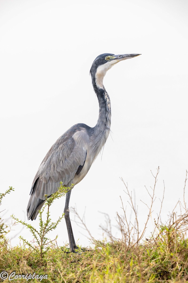 Héron mélanocéphale - ML644847653