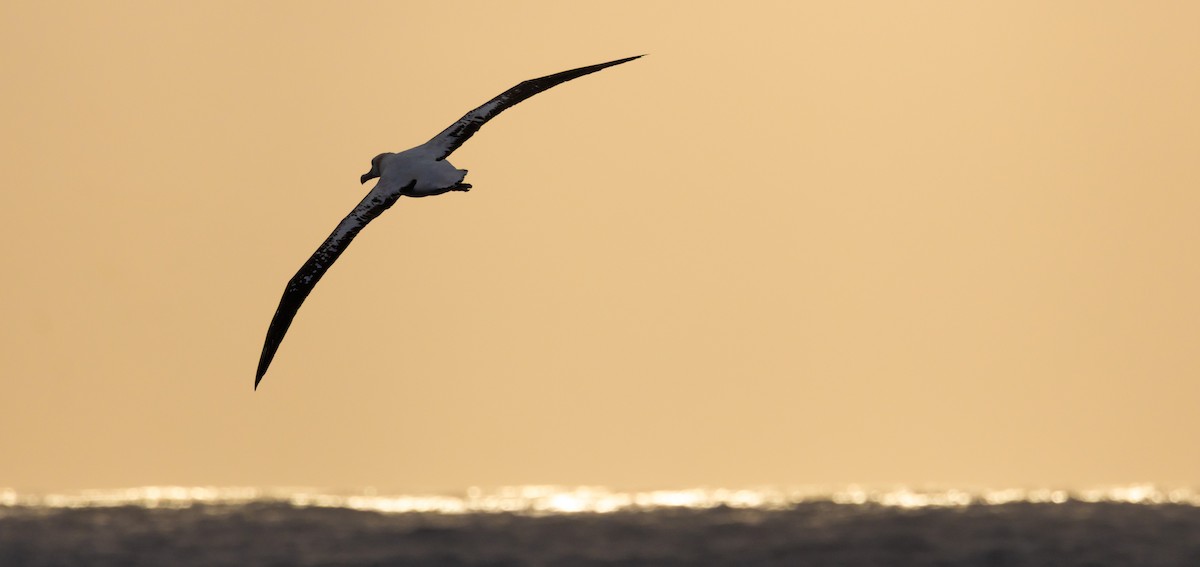 Snowy/Tristan/Antipodean Albatross - ML644847655