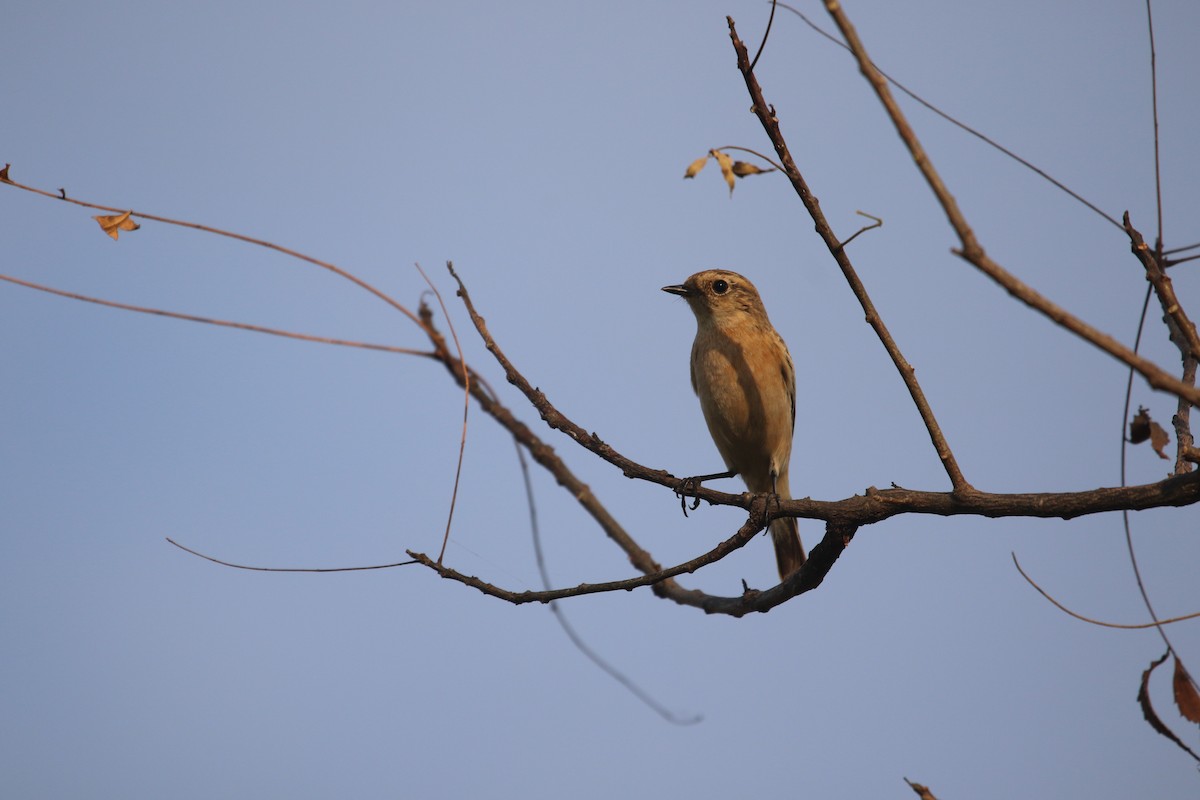 Siberian Stonechat - ML644847657