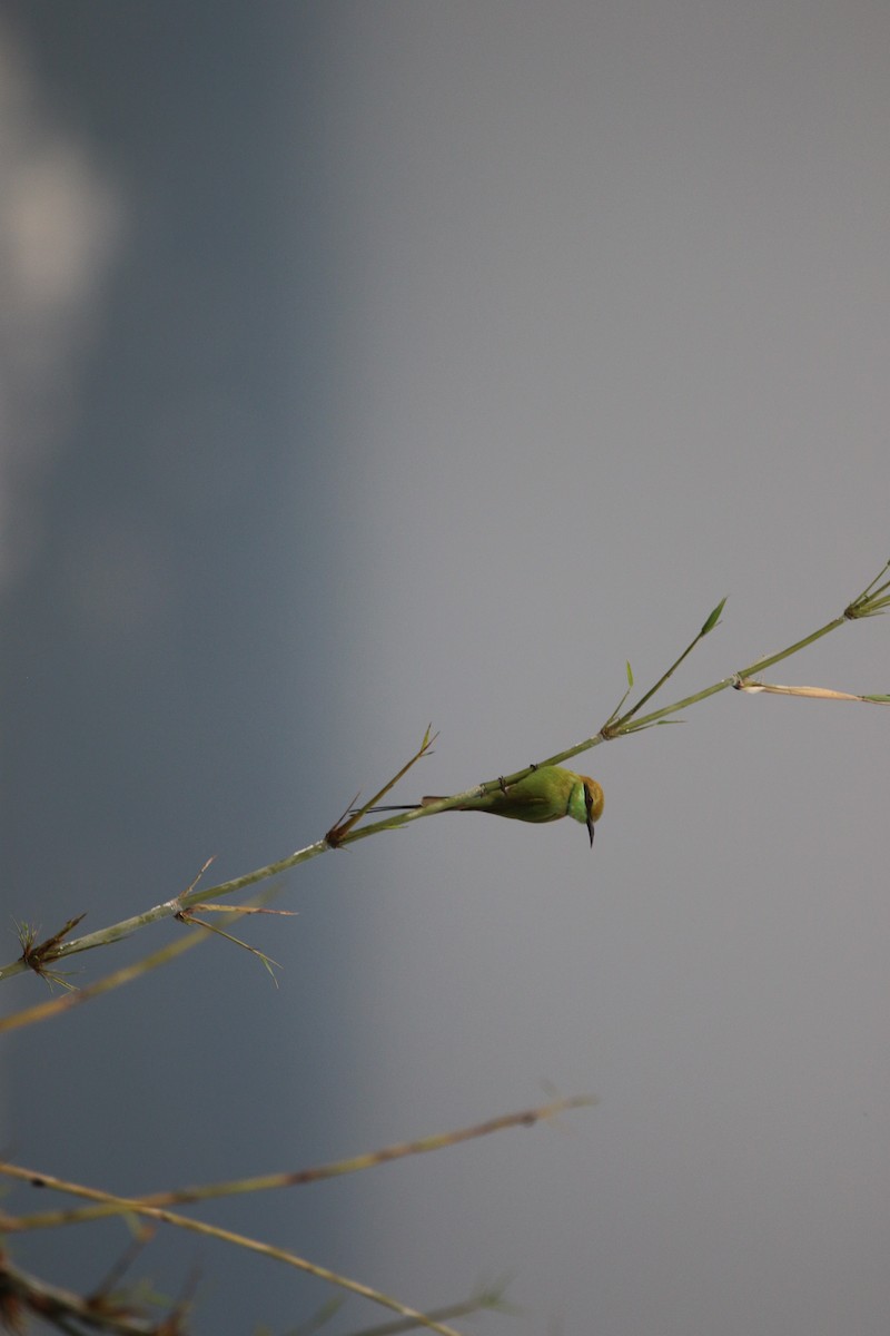 Asian Green Bee-eater - ML644847661