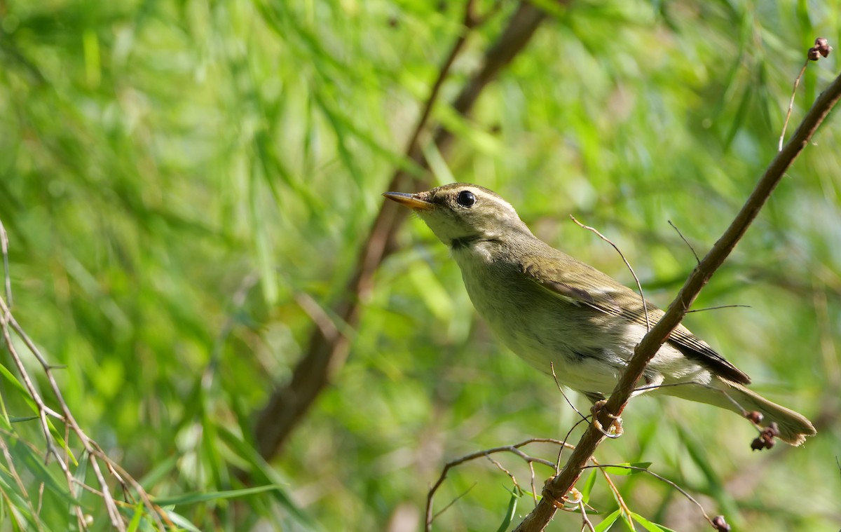 Arctic Warbler - ML644847665