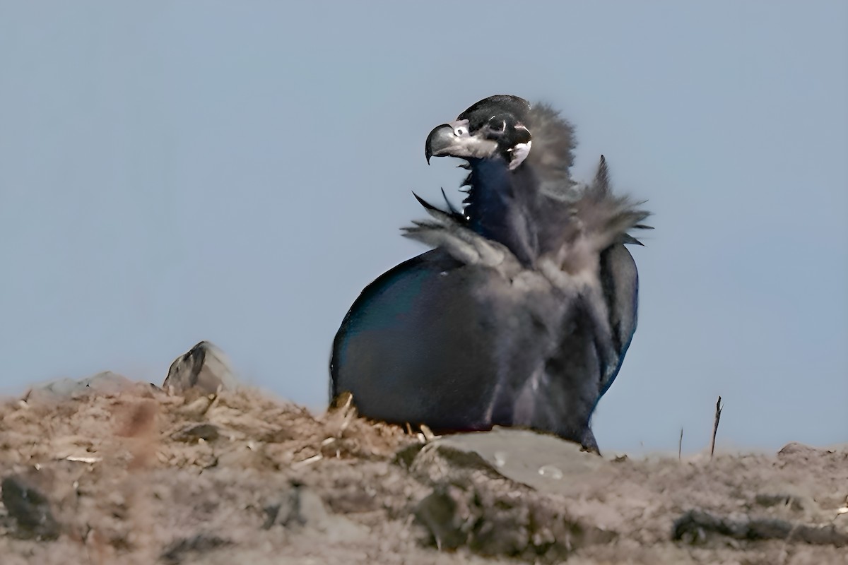 Sai beltza - ML644847672