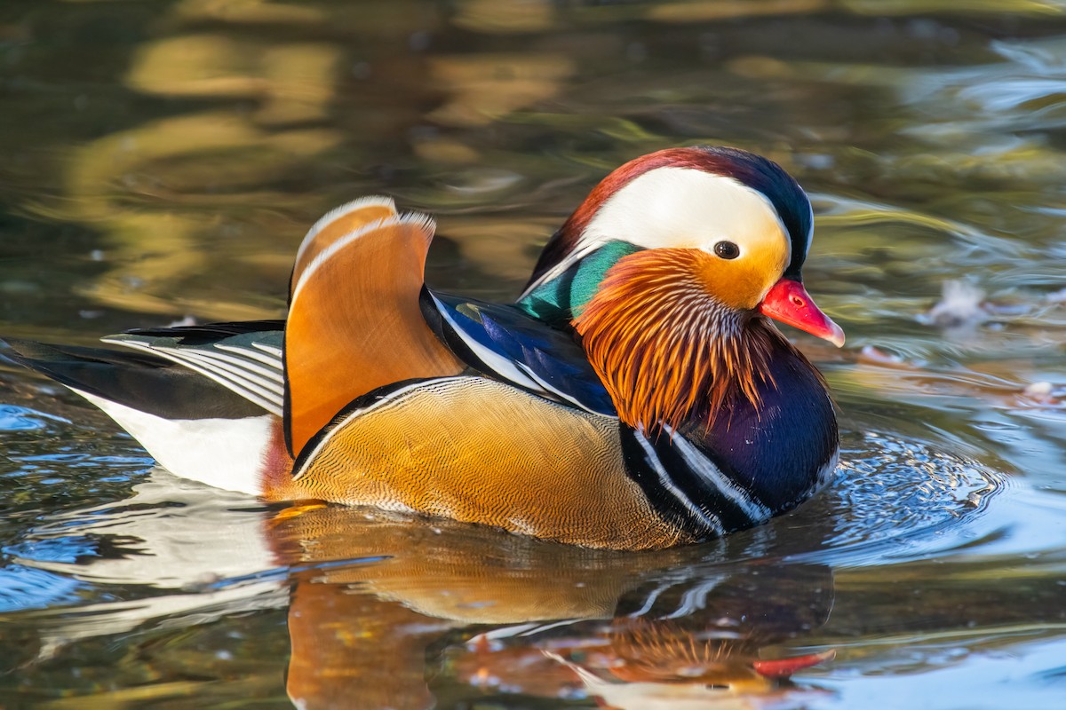 Мандаринка - ML644847677