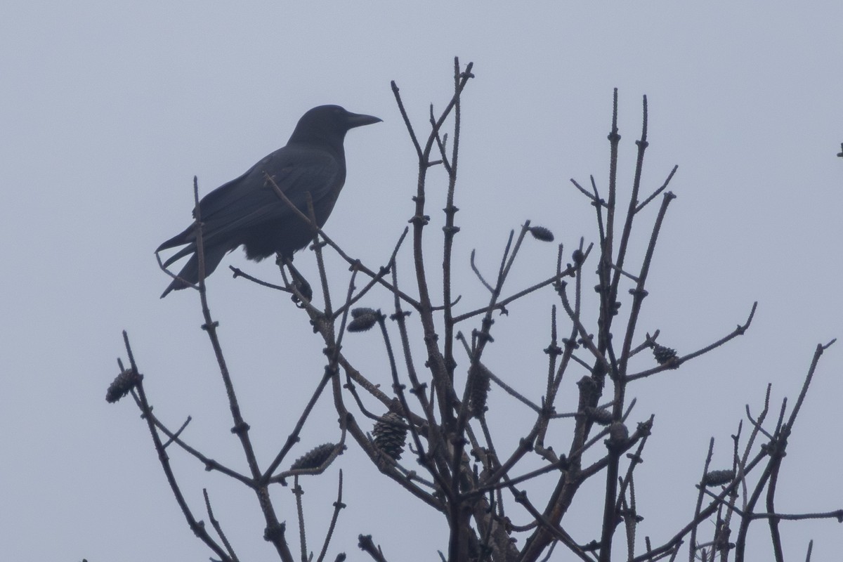 American Crow - ML644847679
