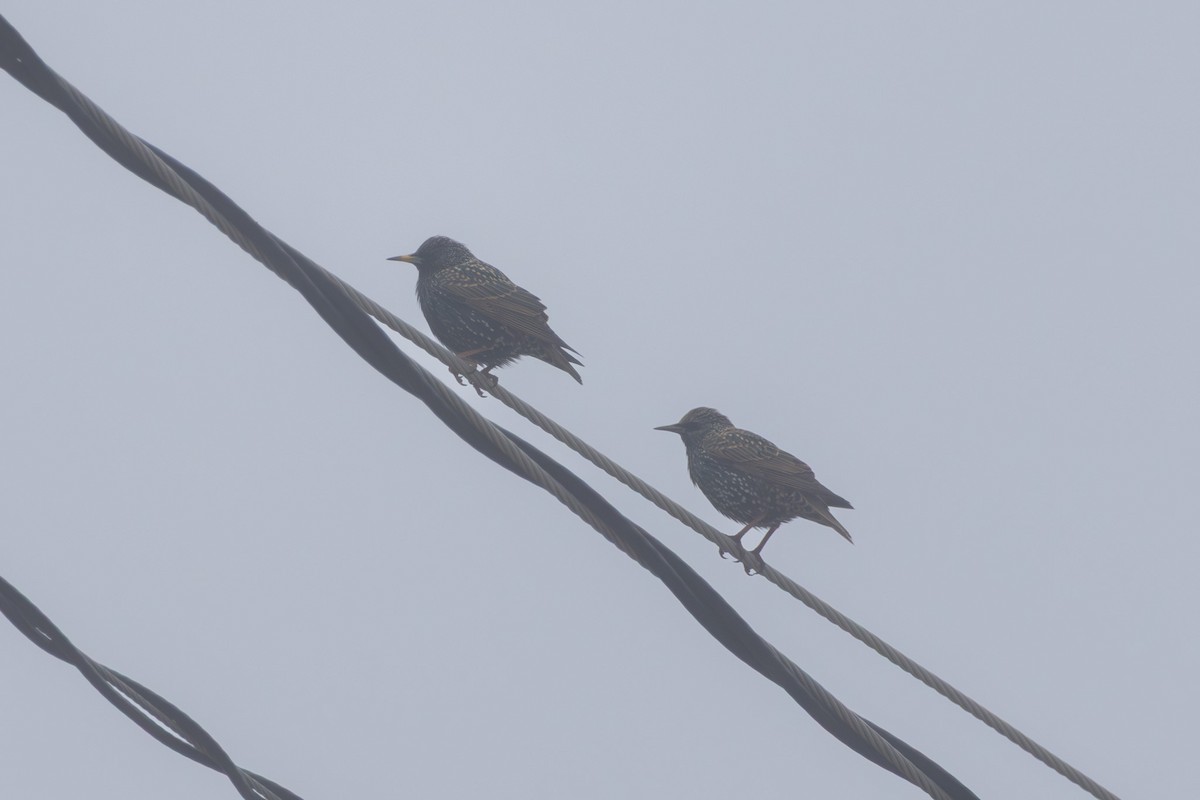 זרזיר מצוי - ML644847681