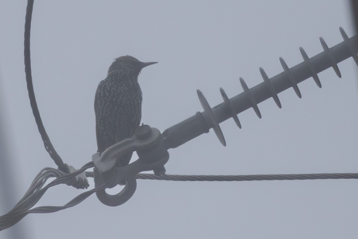 זרזיר מצוי - ML644847682