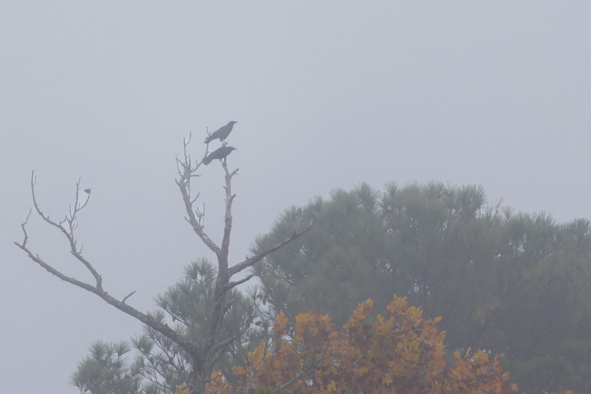 American Crow - ML644847695
