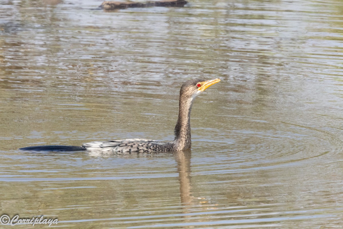 langstjertskarv - ML644847700