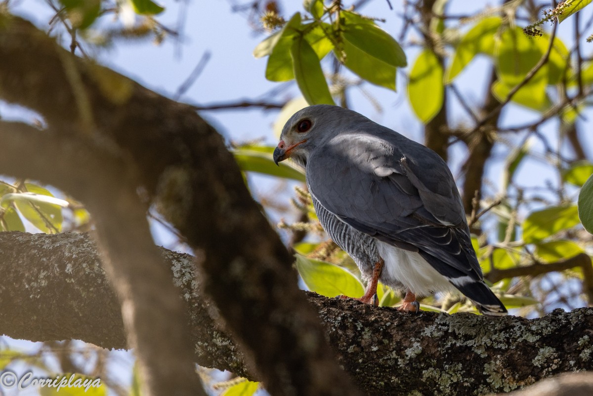 Ящеричный ястребок - ML644847705