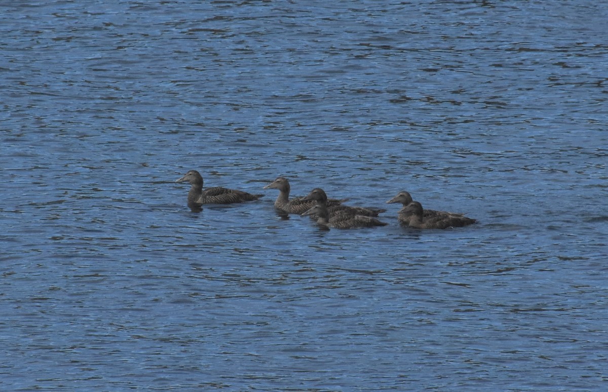 kajka mořská - ML644847713