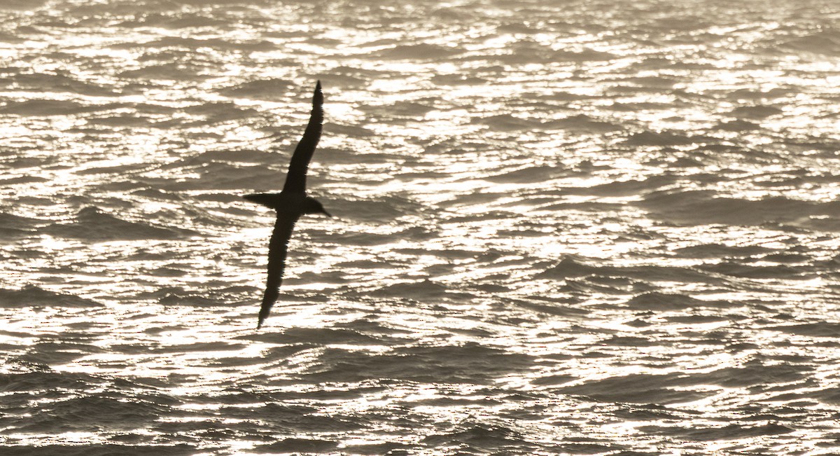 Albatros hauskara - ML644847715