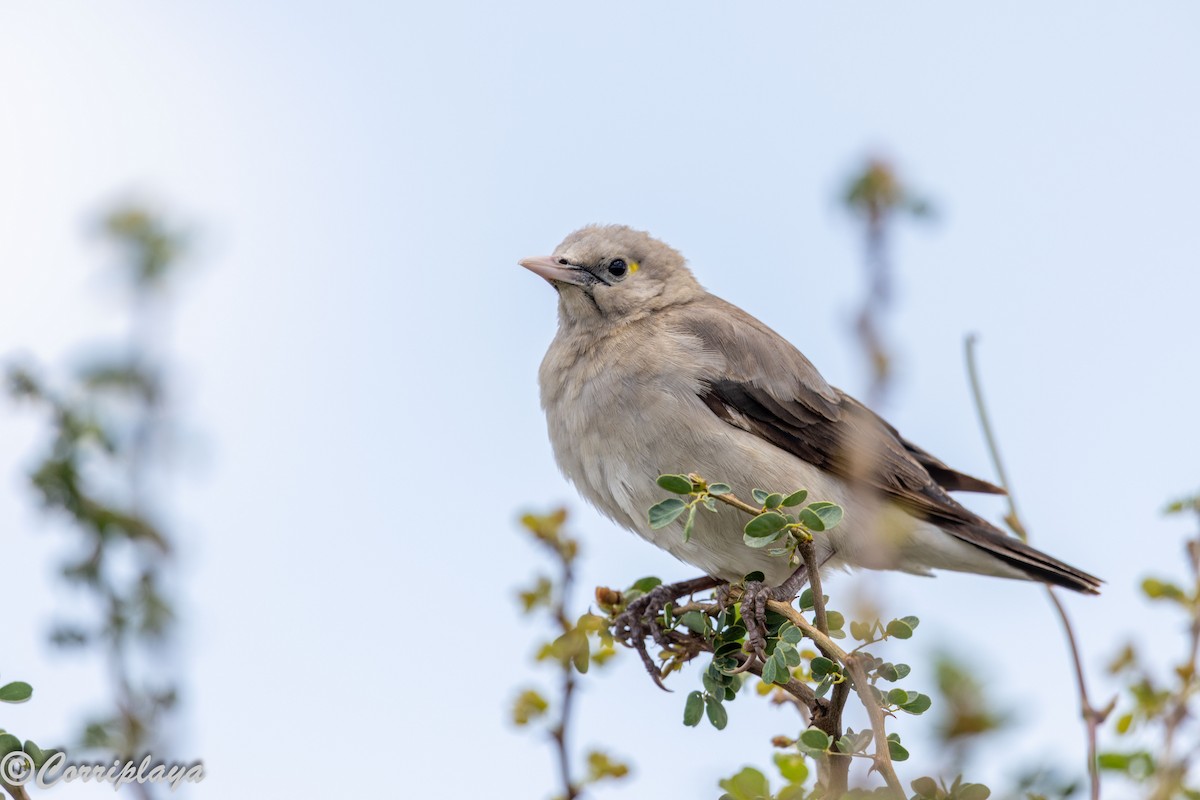 Бородатый скворец - ML644847717