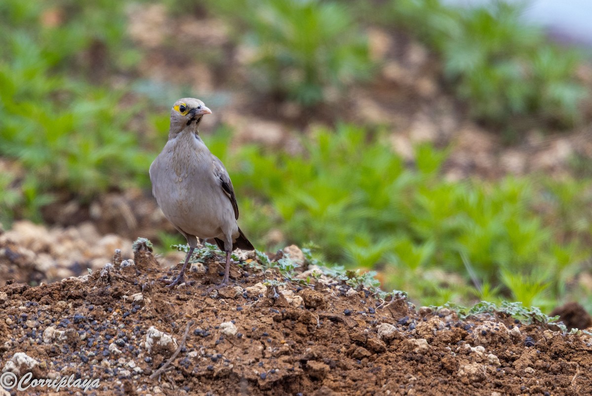 Бородатый скворец - ML644847718