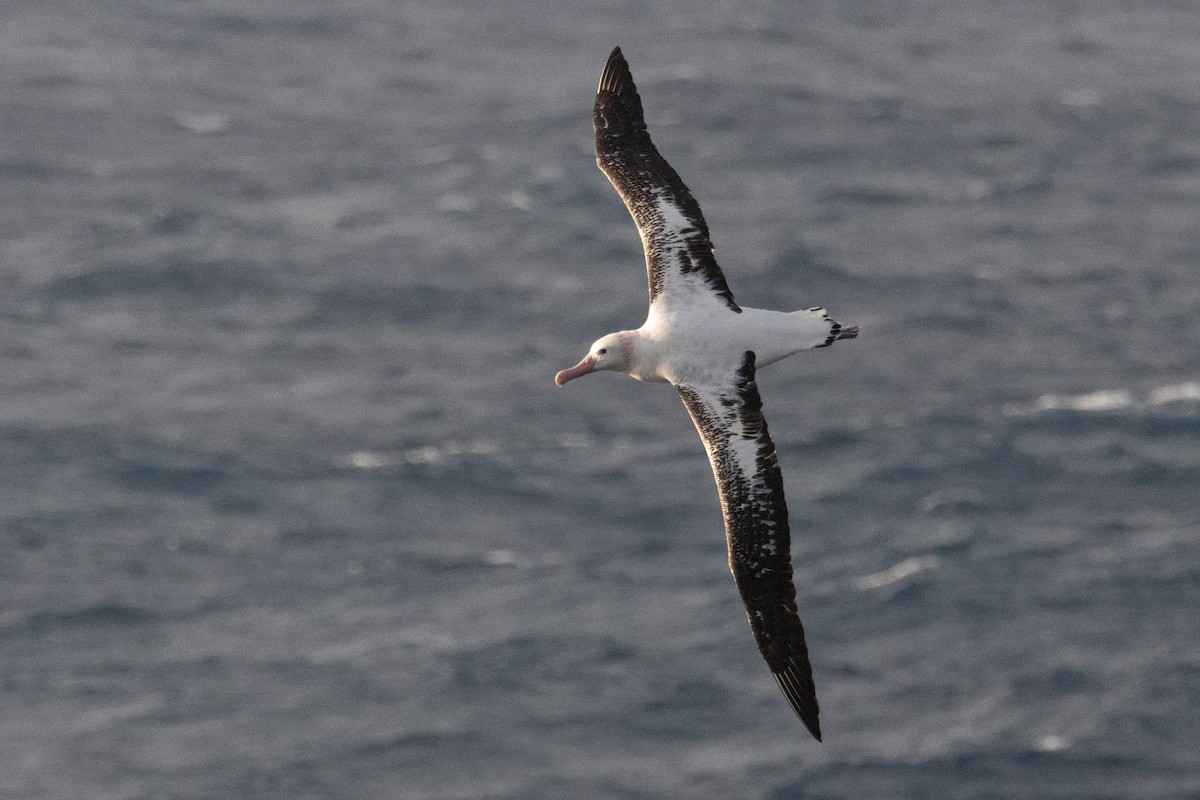 Snowy/Tristan/Antipodean Albatross - ML644847724
