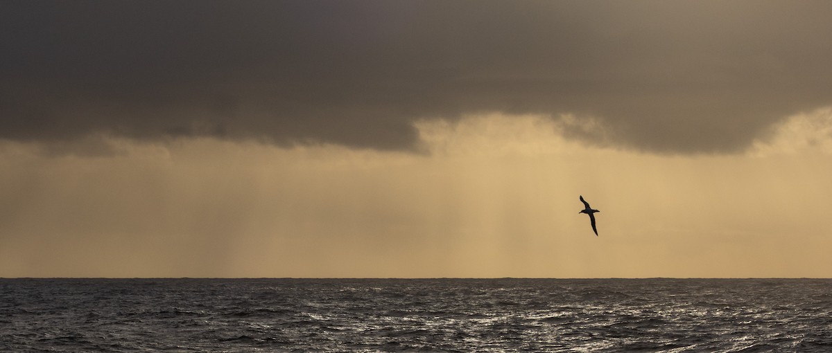 Snowy/Tristan/Antipodean Albatross - ML644847743