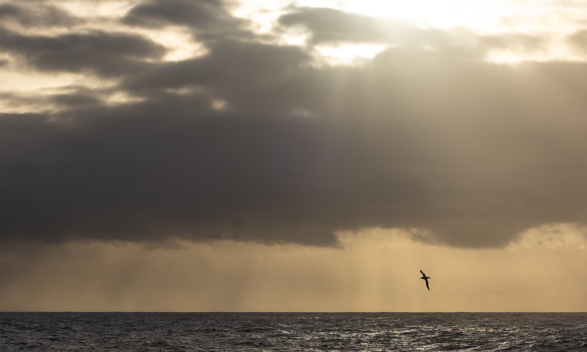 vandrealbatross/tristanalbatross/antipodealbatross - ML644847744