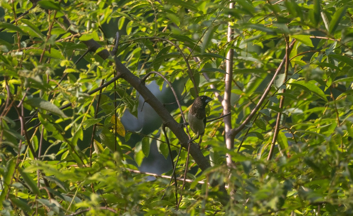 hvitgumpnonne - ML644847745