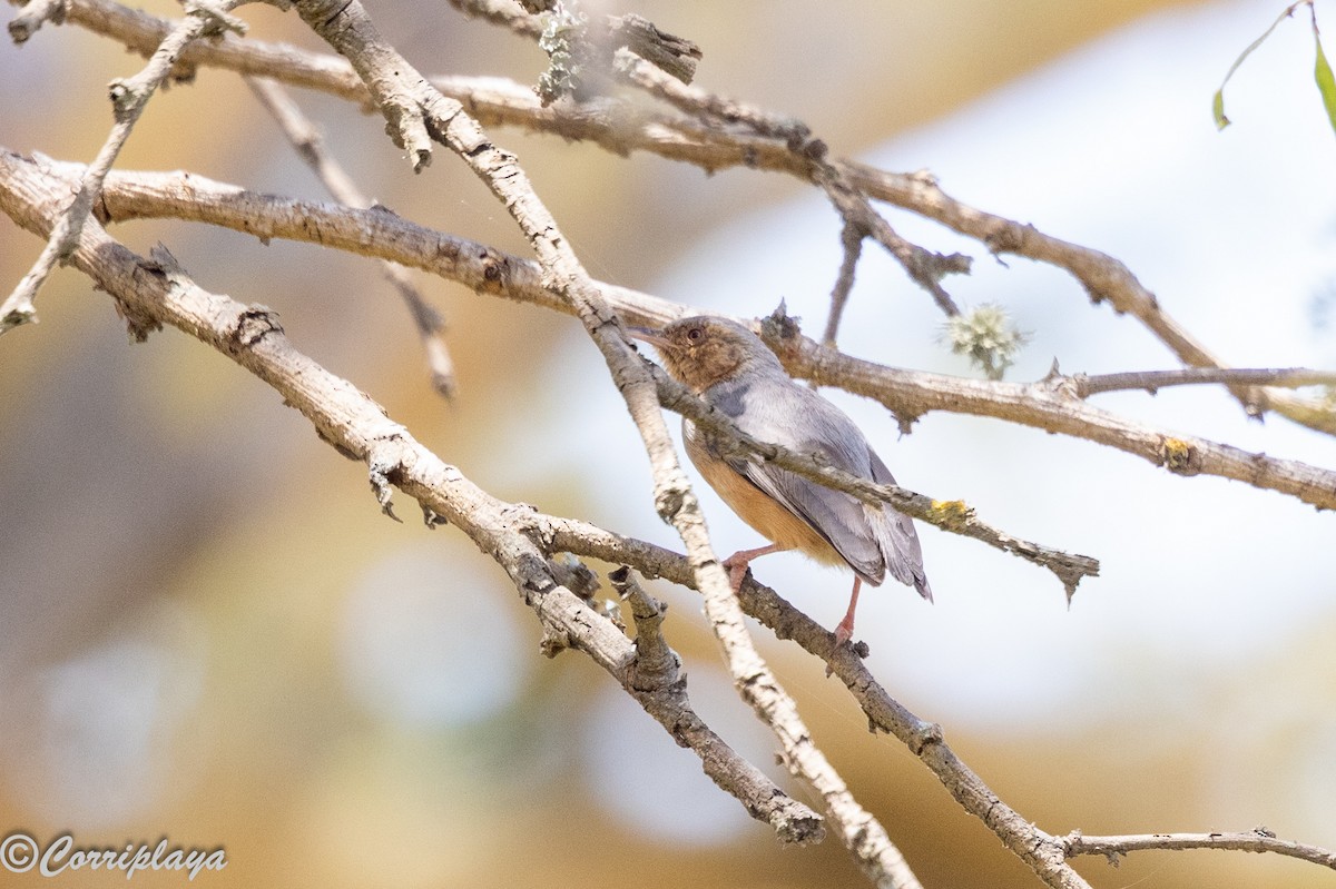 Crombec Carirrojo - ML644847746