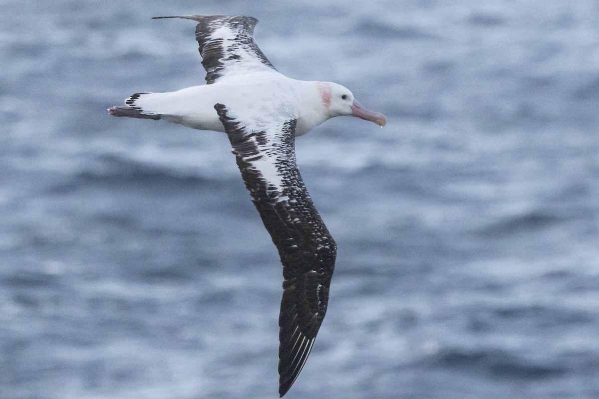 vandrealbatross/tristanalbatross/antipodealbatross - ML644847747