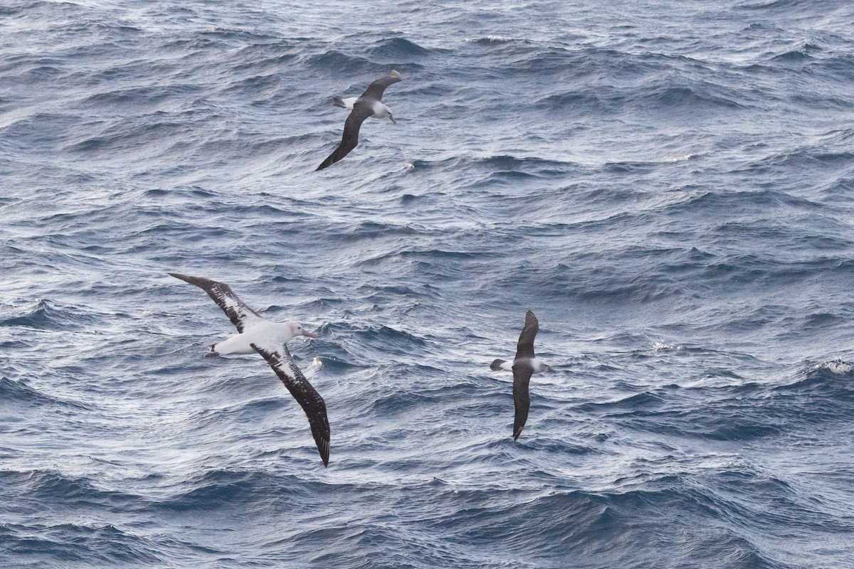 vandrealbatross/tristanalbatross/antipodealbatross - ML644847748